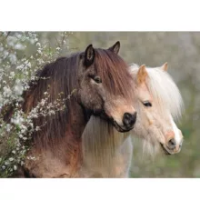 پازل 150 تکه راونزبرگر مدل Beautiful Horses کد 12986