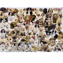 پازل 1000 تکه راونزبرگر مدل Dogs Galore کد 15633