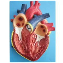 بازی آموزشی طرح مولاژ قلب مدل ASM31