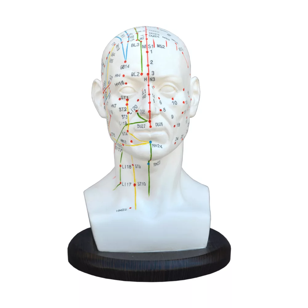 بازی آموزشی مدل مولاژ طب سوزنی سر انسان کد A020