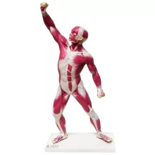 بازی آموزشی صنایع آموزشی طرح مولاژ عضلات کد3128