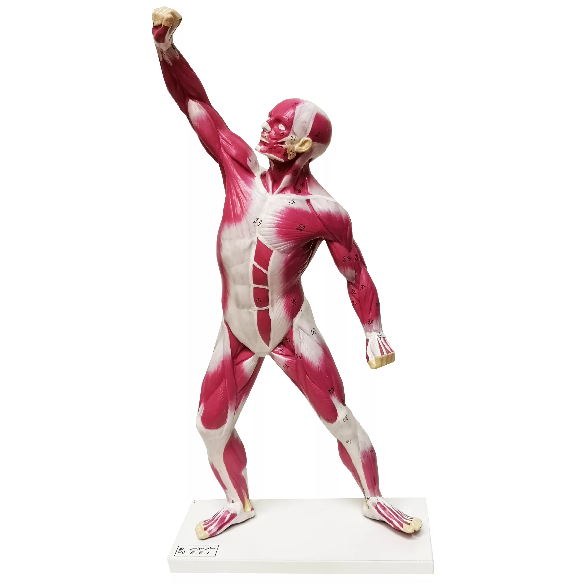 بازی آموزشی صنایع آموزشی طرح مولاژ عضلات کد3128