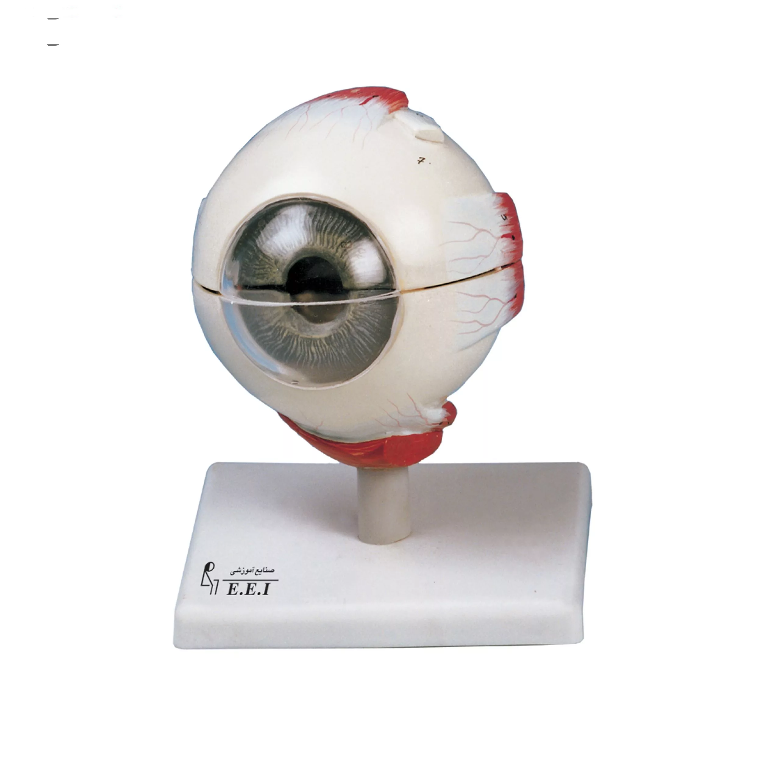 بازی آموزشی صنایع آموزشی مدل کره چشم کد 19003