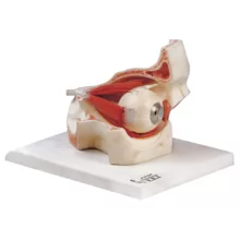 بازی آموزشی صنایع آموزشی طرح مولاژ چشم کد 19001