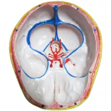 بازی آموزشی طرح مولاژ سر مدل ASM27