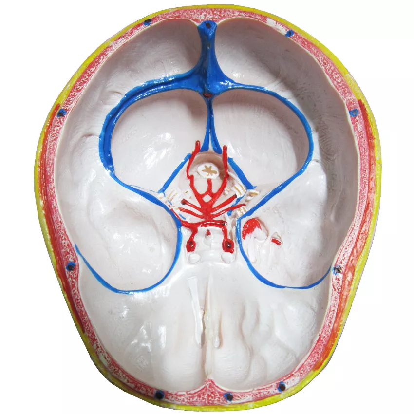 بازی آموزشی طرح مولاژ سر مدل ASM27