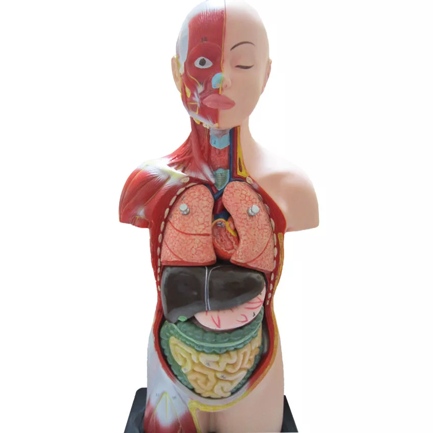 بازی آموزشی طرح مولاژ نیم تنه انسان مدل ASM01