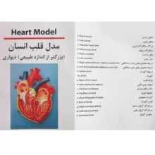 بازی آموزشی طرح مولاژ قلب مدل ASM31