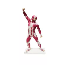 بازی آموزشی مدل مولاژ عضلات بدن