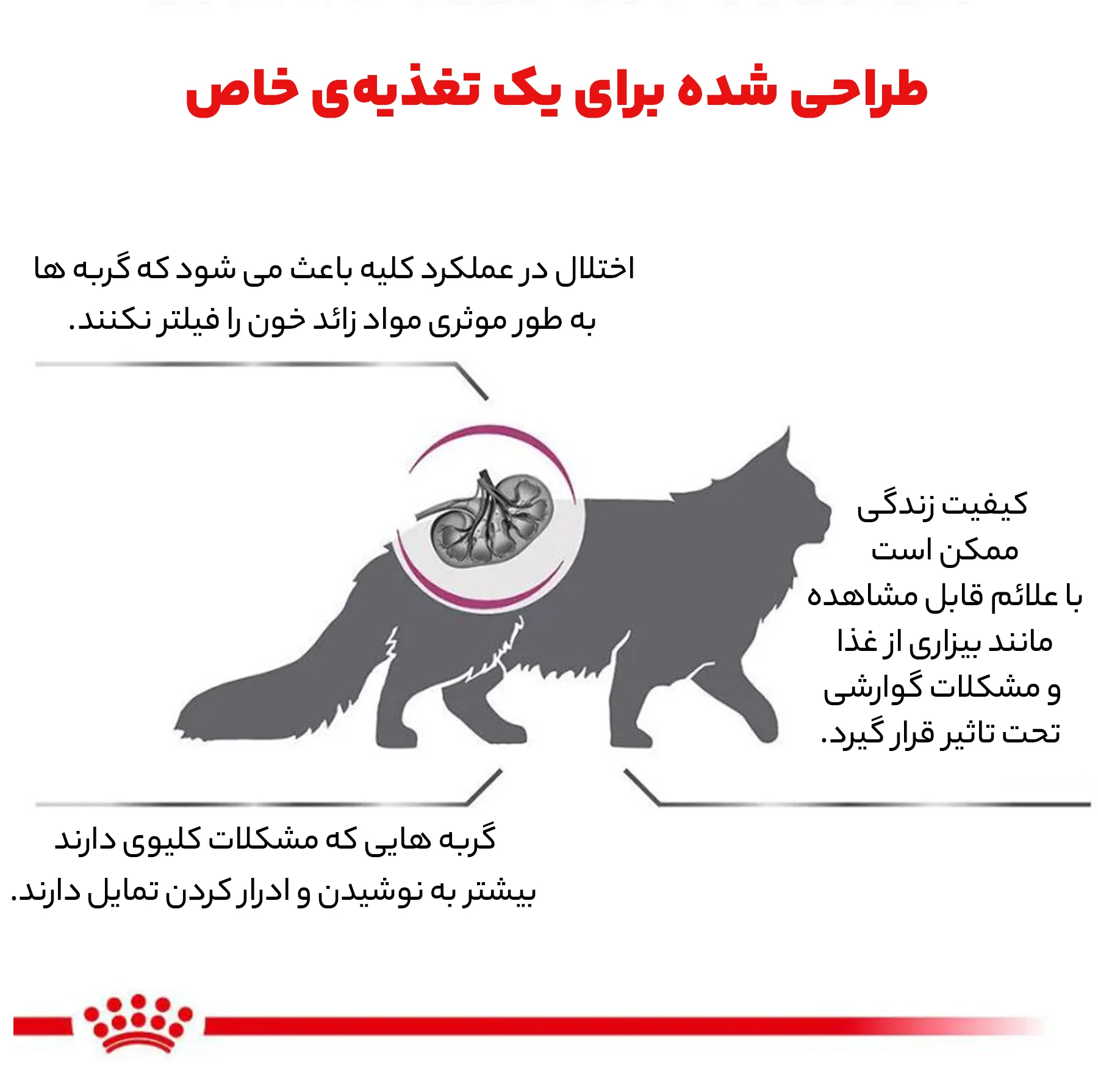 غذای خشک گربه رویال کنین مدل رنال وزن 2 کیلوگرم