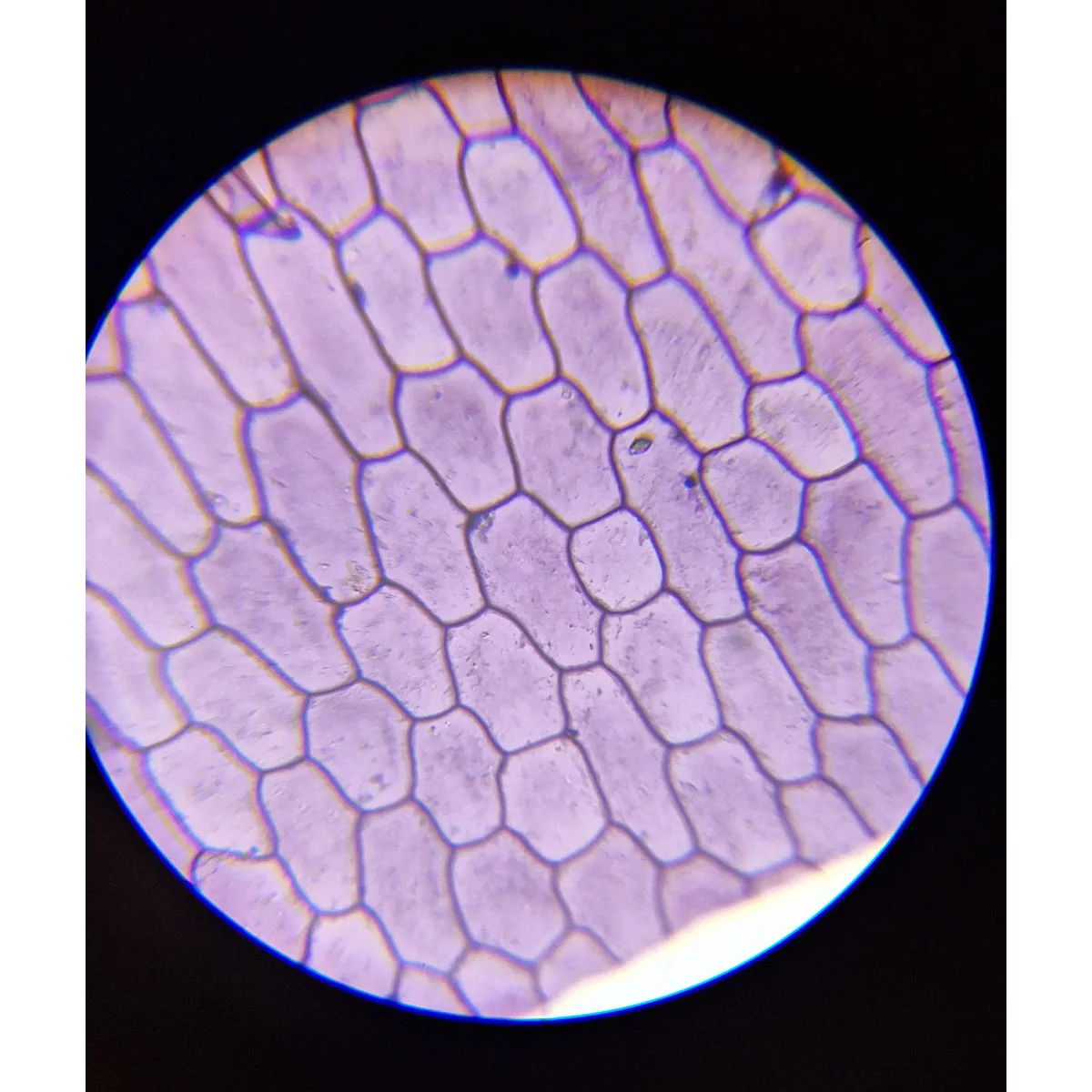 میکروسکوپ سلسترون مدل Labs 800 NEW 2025