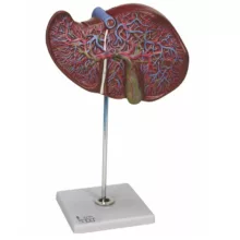 بازی آموزشی مدل مولاژ کبد و کیسه صفرا