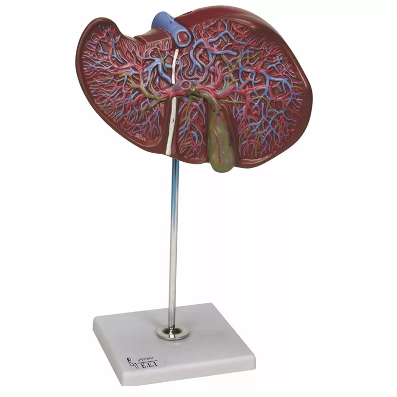 بازی آموزشی مدل مولاژ کبد و کیسه صفرا