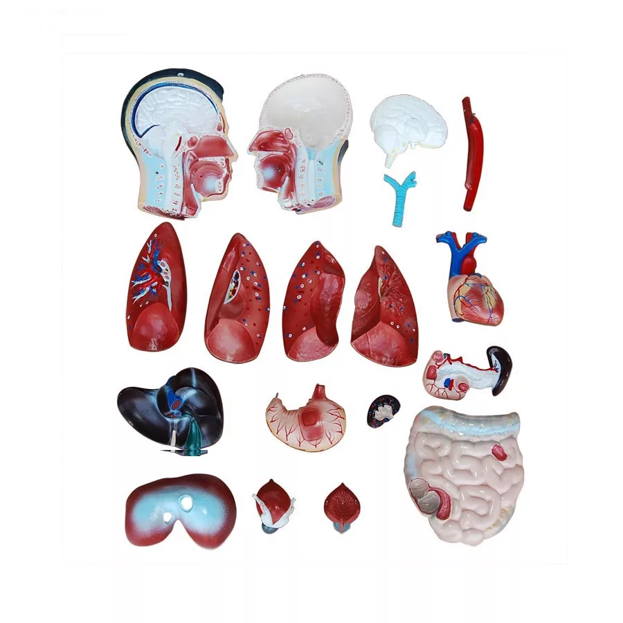 بازی آموزشی طرح مولاژ نیم تنه مرد مدل XC-201