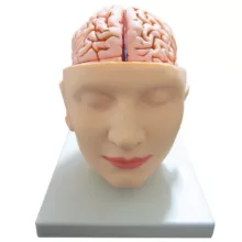 بازی آموزشی طرح مولاژ سر مدل ASM27