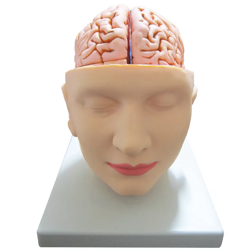 بازی آموزشی طرح مولاژ سر مدل ASM27