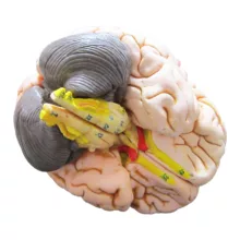 بازی آموزشی طرح مولاژ سر مدل ASM27