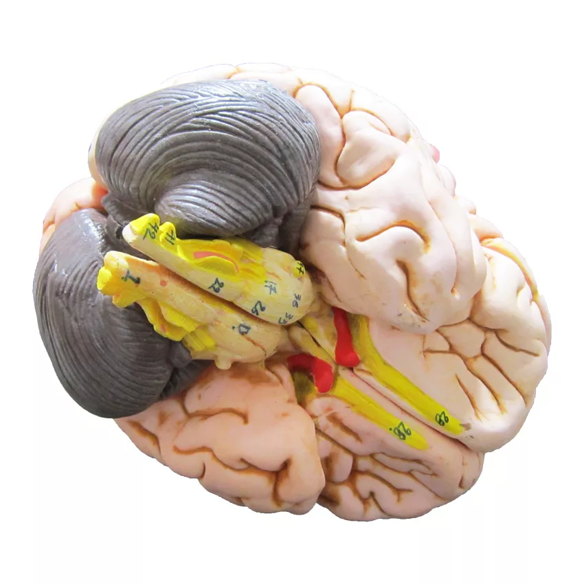 بازی آموزشی طرح مولاژ سر مدل ASM27