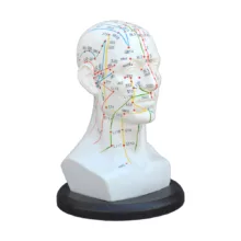 بازی آموزشی مدل مولاژ طب سوزنی سر انسان کد A020