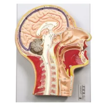 بازی آموزشی مدل مولاژ  مقطع میانی سر و گردن