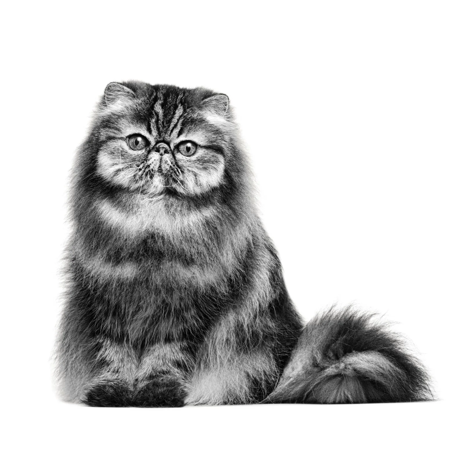غذا خشک گربه رویال کنین مدل persian adult وزن 2 کیلوگرم