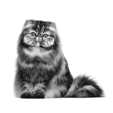 غذا خشک گربه رویال کنین مدل persian adult وزن 2 کیلوگرم