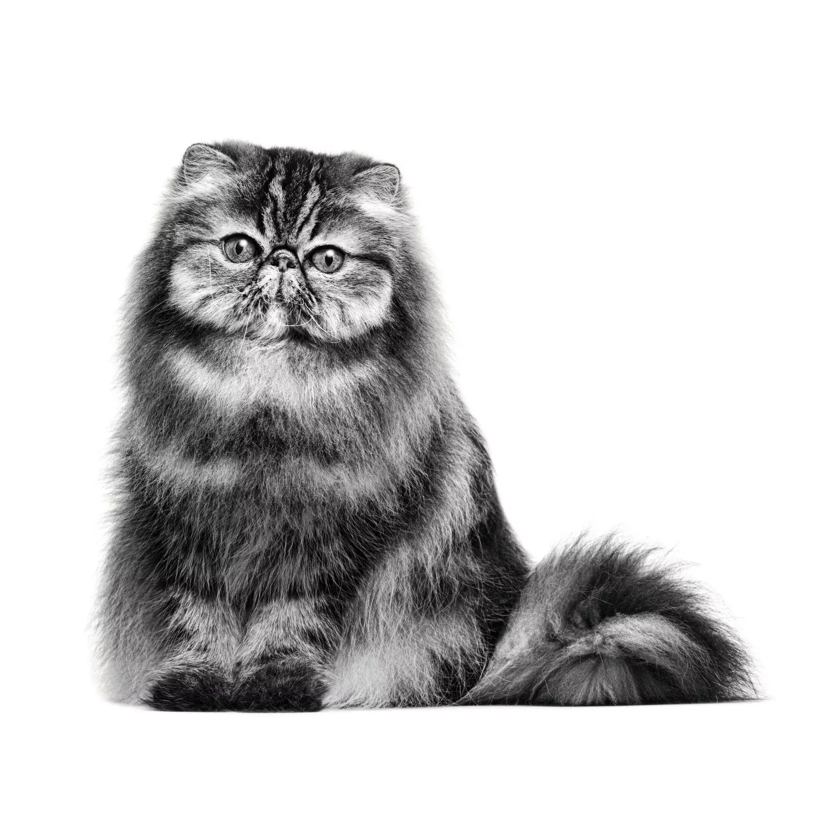 غذا خشک گربه رویال کنین مدل persian adult وزن 2 کیلوگرم