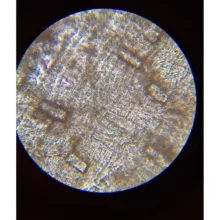 میکروسکوپ مدل فلزی کد 640X NEW 2024