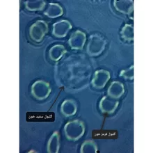 میکروسکوپ مدل زیستی کد 5000X به همراه کیف حمل