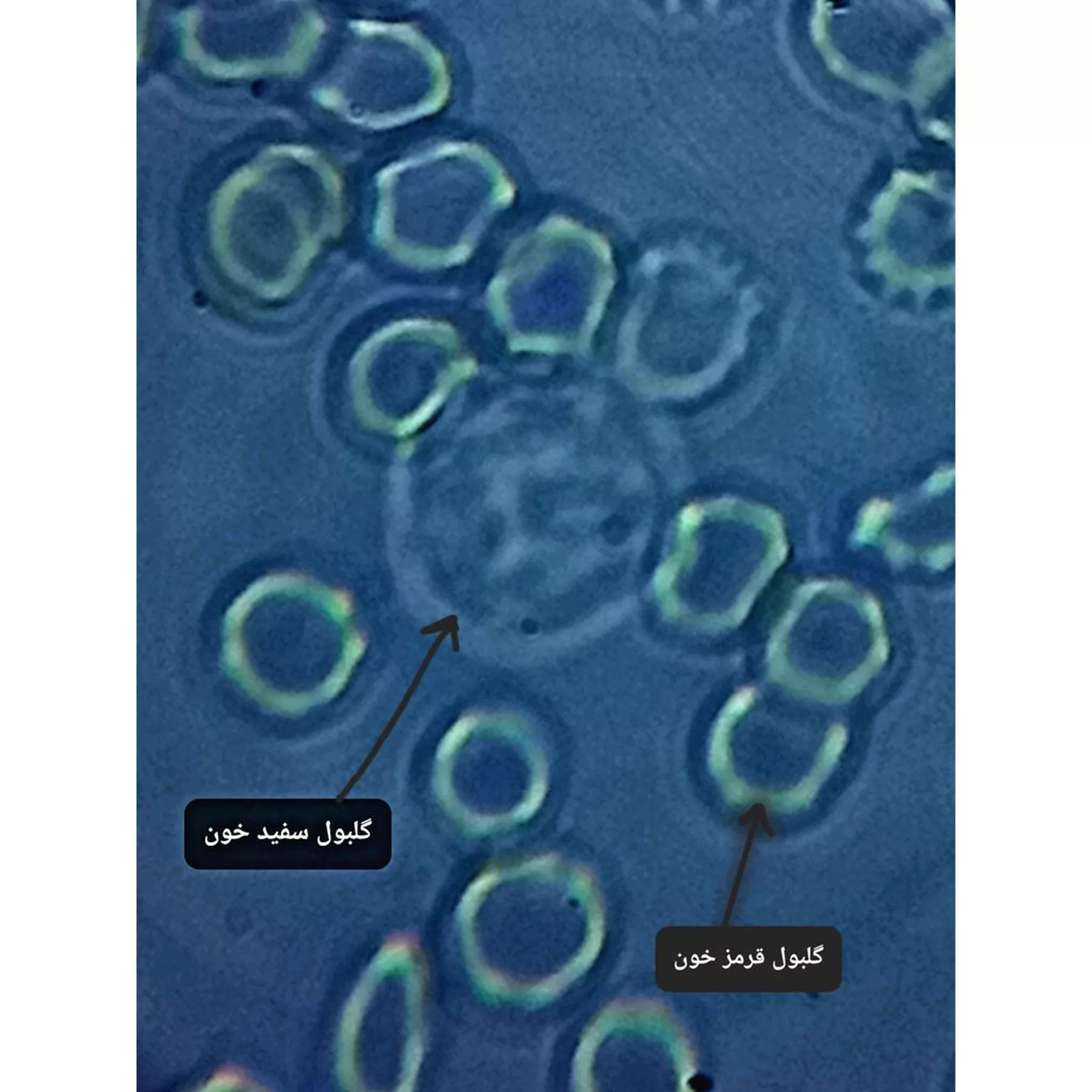 میکروسکوپ مدل زیستی کد 5000X به همراه کیف حمل