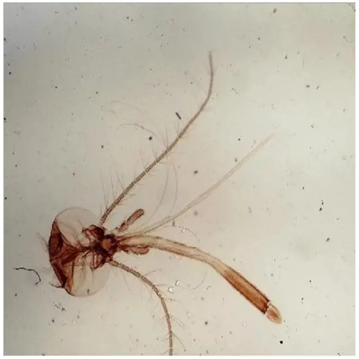 میکروسکوپ دیجیتال صنایع آموزشی مدل HD 800x NEW 2024