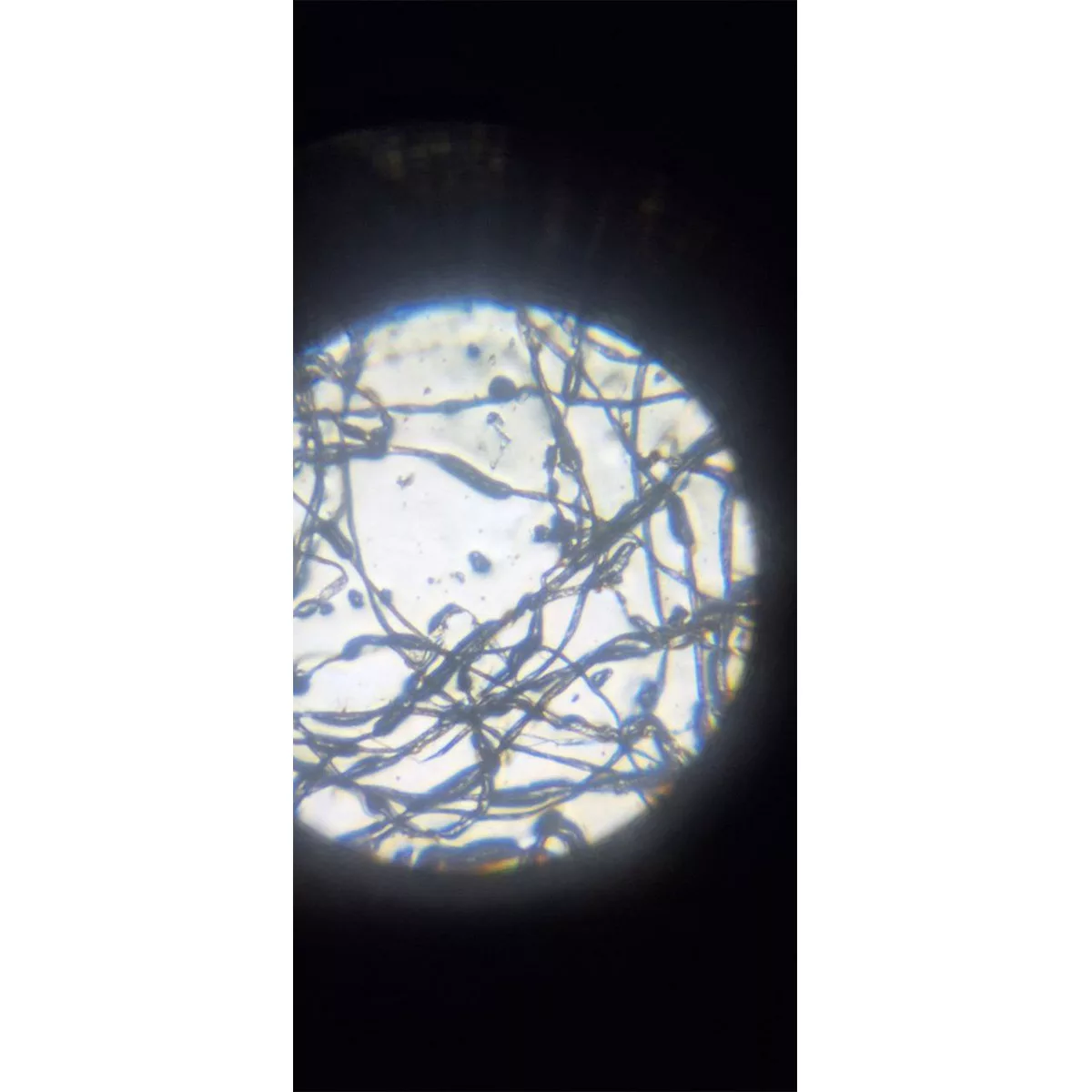 میکروسکوپ کامار مدل دانش آموزی نوری SET 50 750 NEW