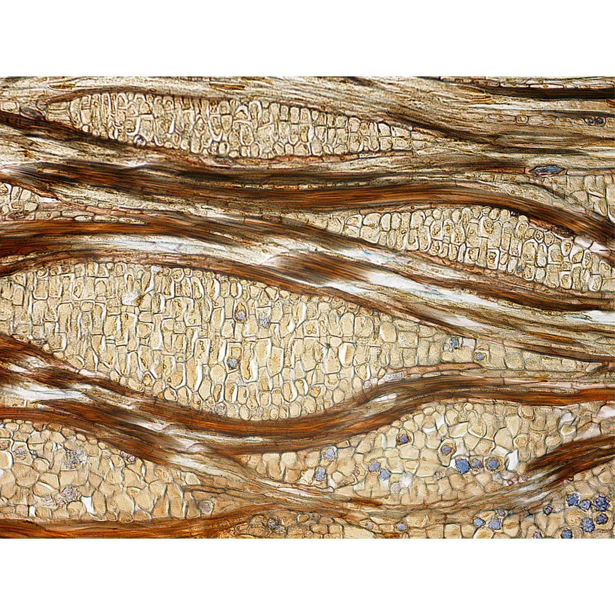 میکروسکوپ دیجیتال صنایع آموزشی مدل HD 800x NEW 2024