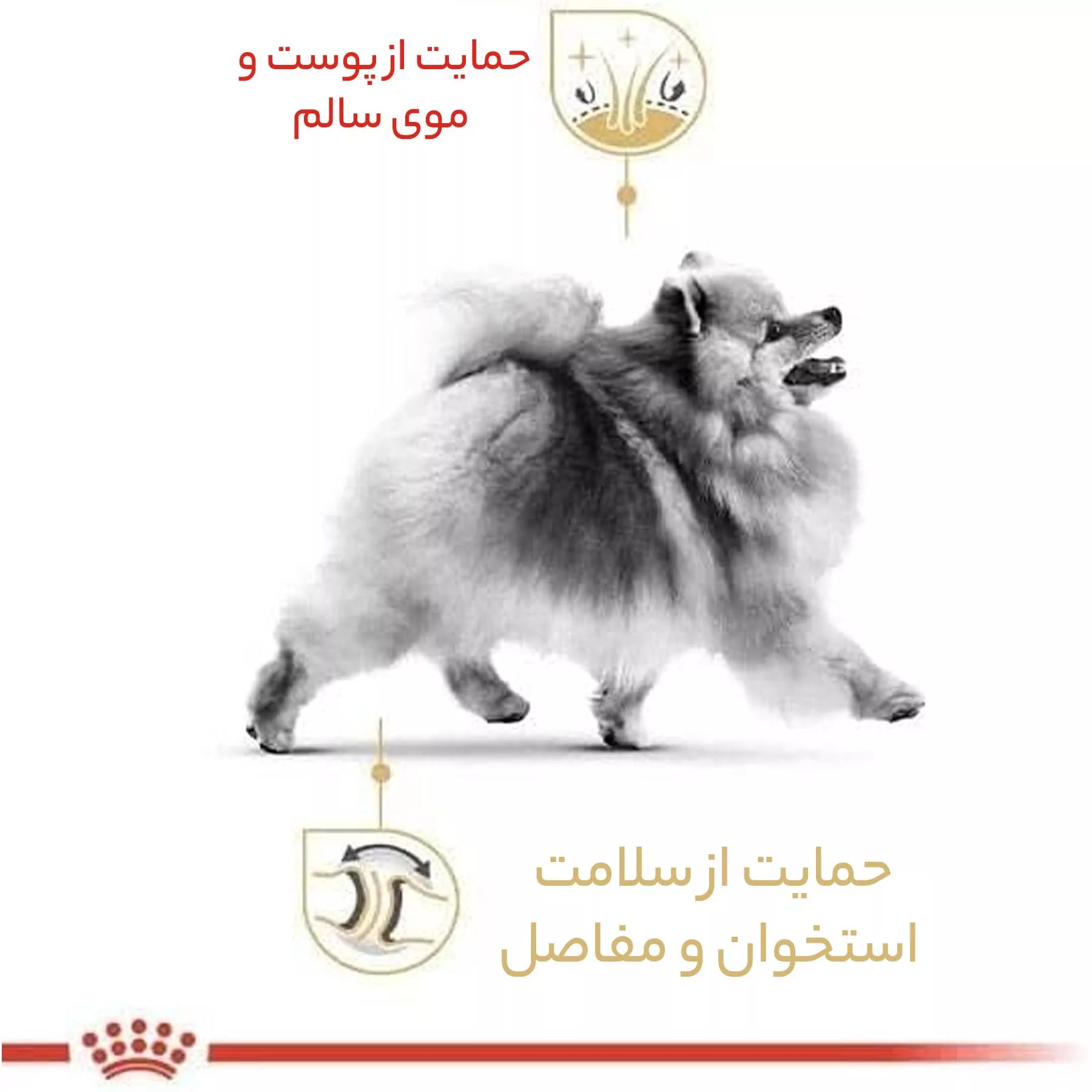 غذای خشک سگ رویال کنین مدل pomeranian وزن 1.5 کیلوگرم