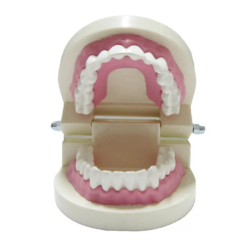 بازی آموزشی طرح مولاژ دندان مدل ASM40