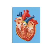 بازی آموزشی طرح مولاژ قلب مدل ASM31
