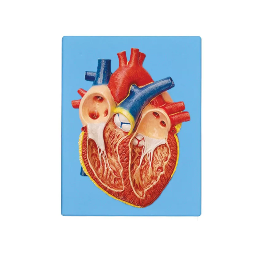 بازی آموزشی طرح مولاژ قلب مدل ASM31