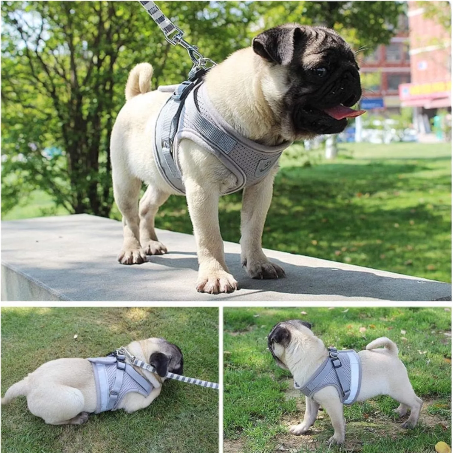 ست قلاده کتفی و بند قلاده سگ و گربه مدل DoubleClip کد M