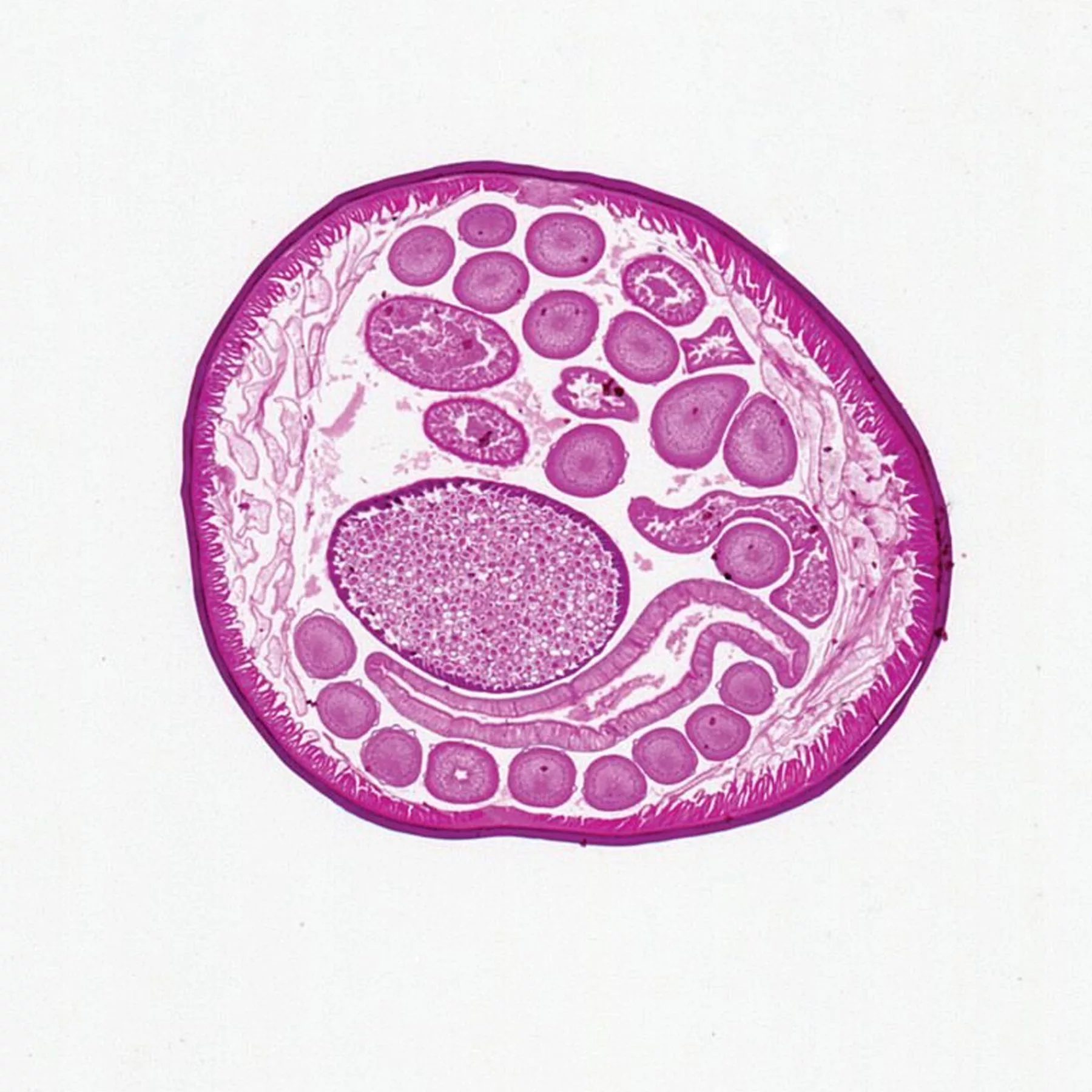 اسلاید میکروسکوپ برسر مدل آماده مجموعه 100 عددی