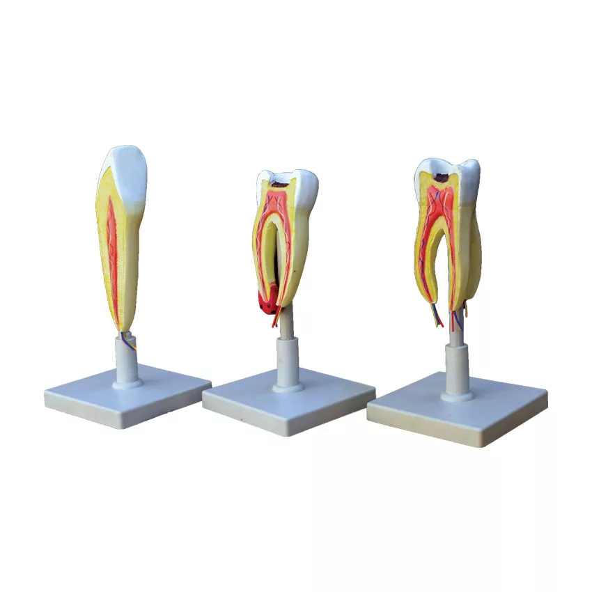 بازی آموزشی طرح مولاژ دندان مدل ASM43 مجموعه 3 عددی