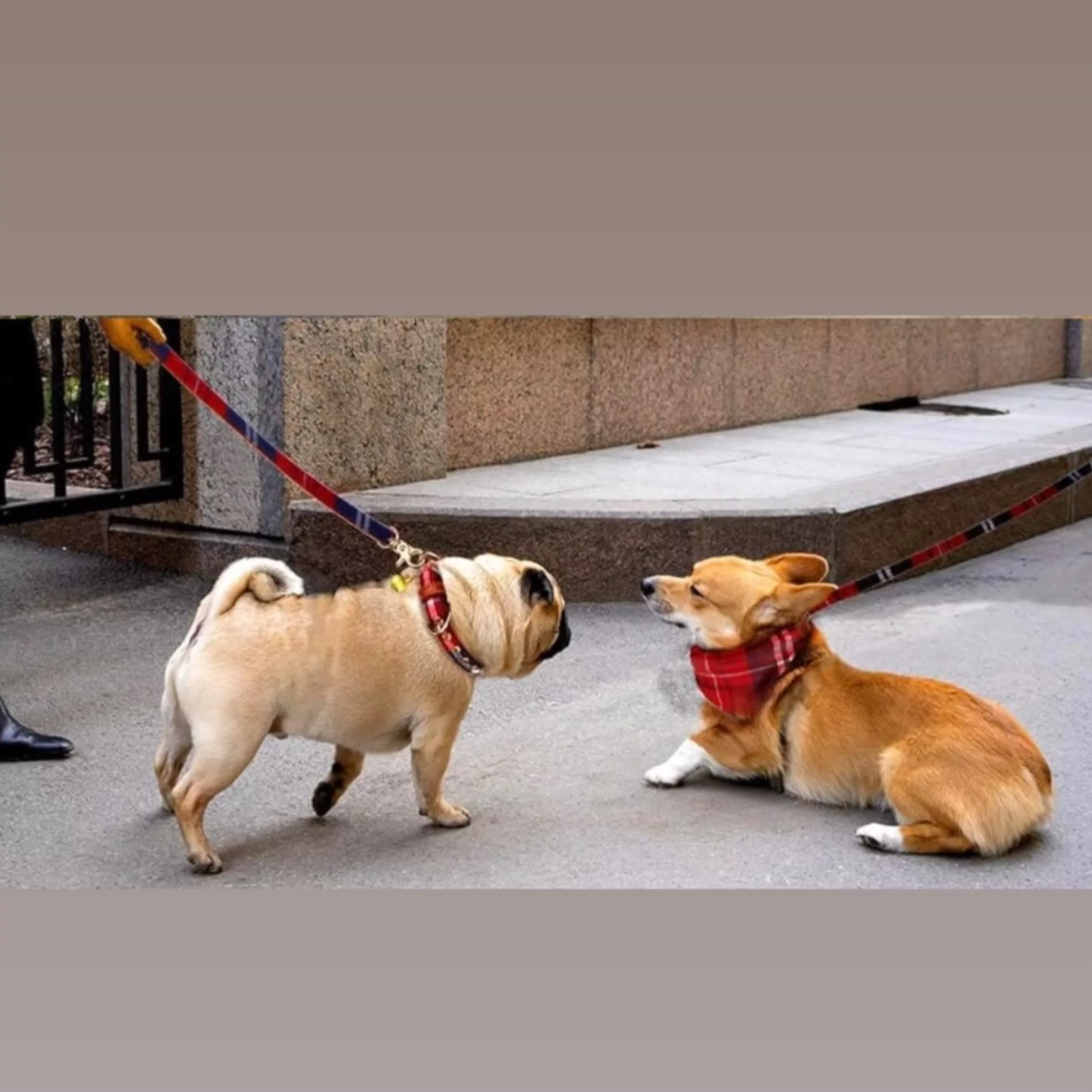 بند و قلاده سگ و گربه زوفاری مدل R400 مجموعه سه عددی