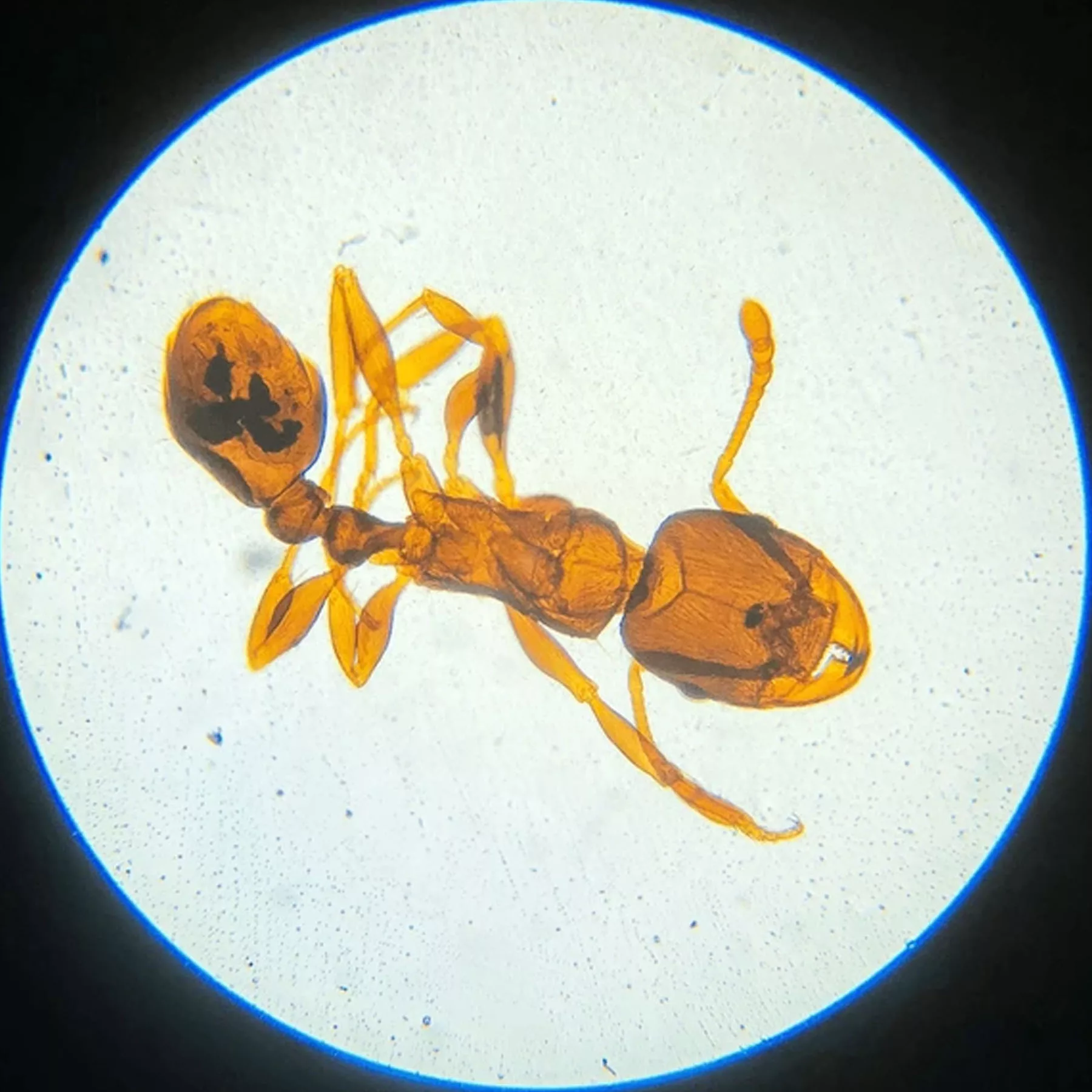 اسلاید میکروسکوپ برسر مدل آماده مجموعه 100 عددی