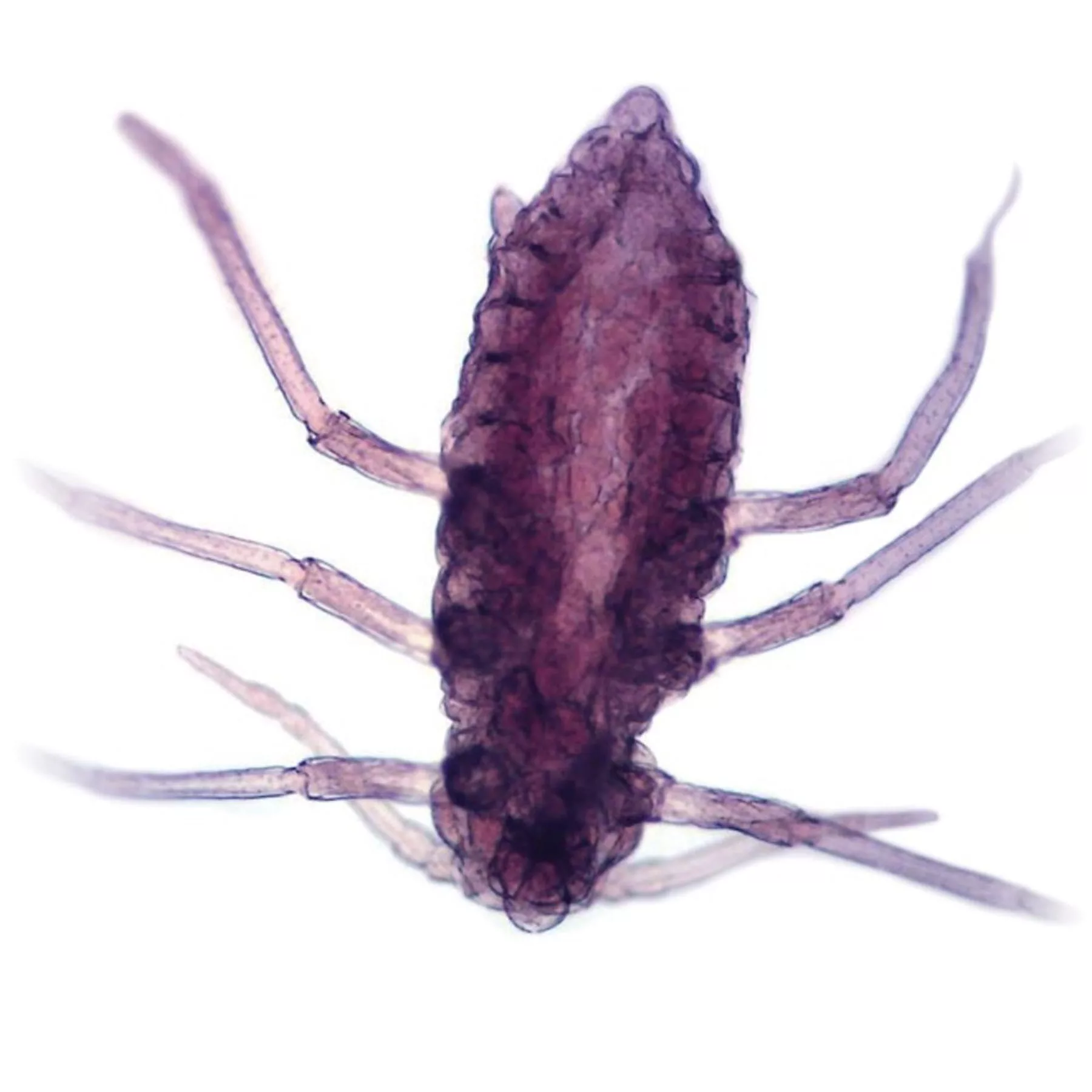 اسلاید میکروسکوپ برسر مدل آماده مجموعه 100 عددی