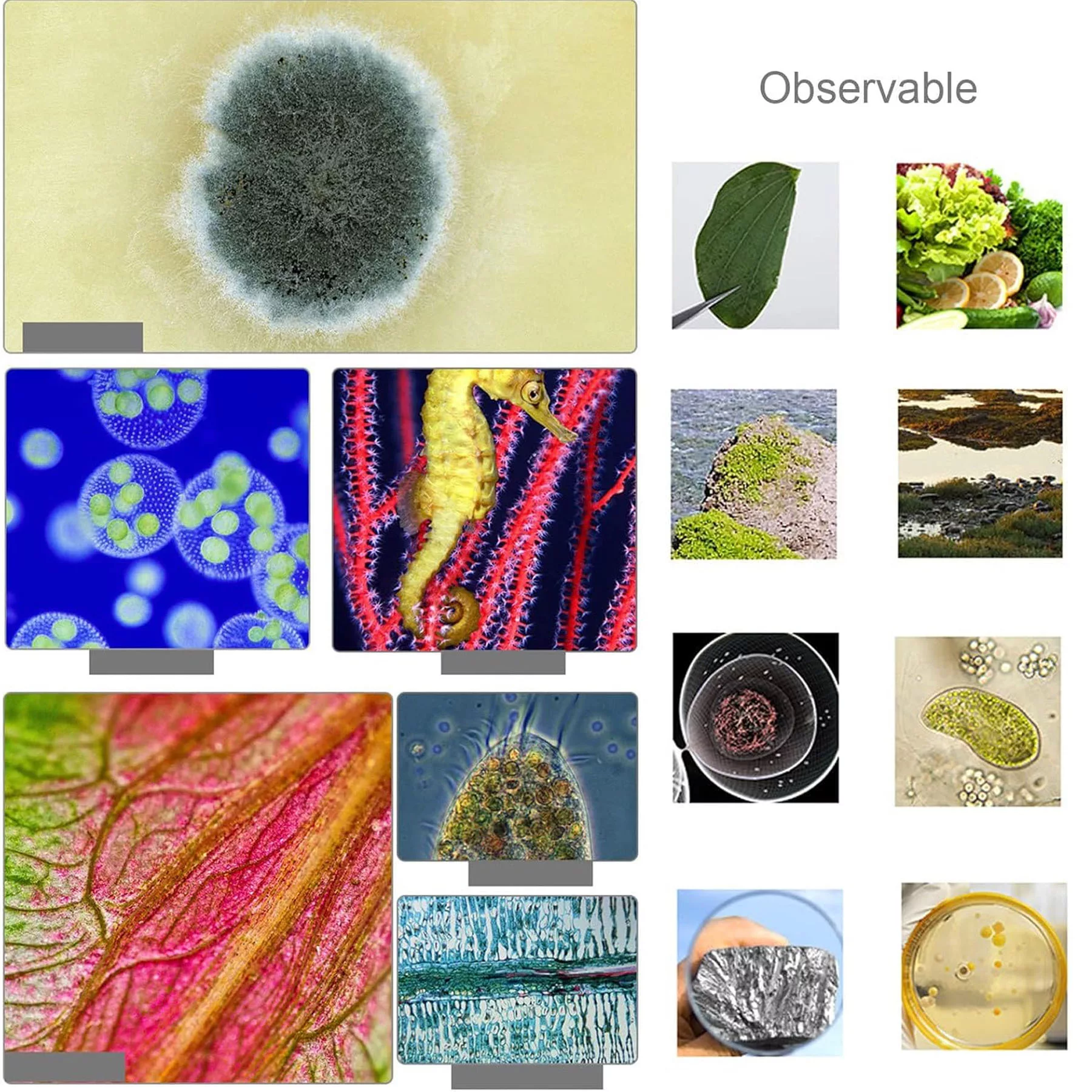 میکروسکوپ مدل دوچشمی آکروماتیک کد 1600x به همراه کیف حمل