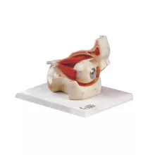 بازی آموزشی مدل مولاژ چشم با نمایش ماهیچه