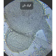 میکروسکوپ مدل دوچشمی آکروماتیک کد 1600x به همراه کیف حمل