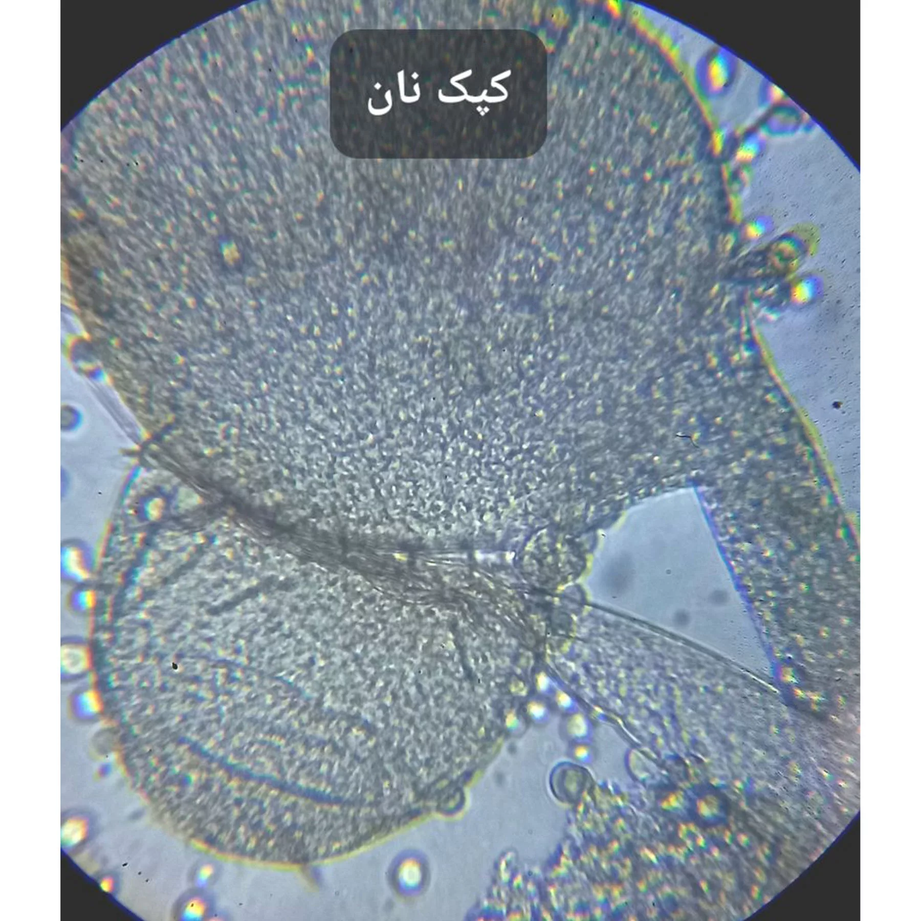 میکروسکوپ مدل دوچشمی آکروماتیک کد 1600x به همراه کیف حمل