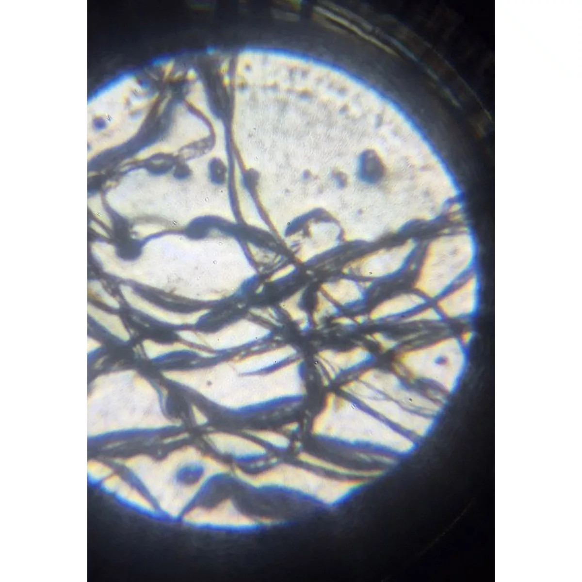 میکروسکوپ کامار مدل دانش آموزی نوری O3S50 New