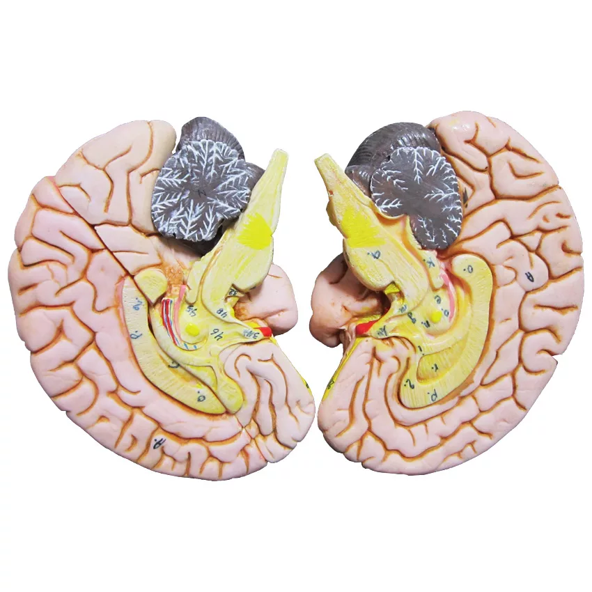 بازی آموزشی طرح مولاژ سر مدل ASM27