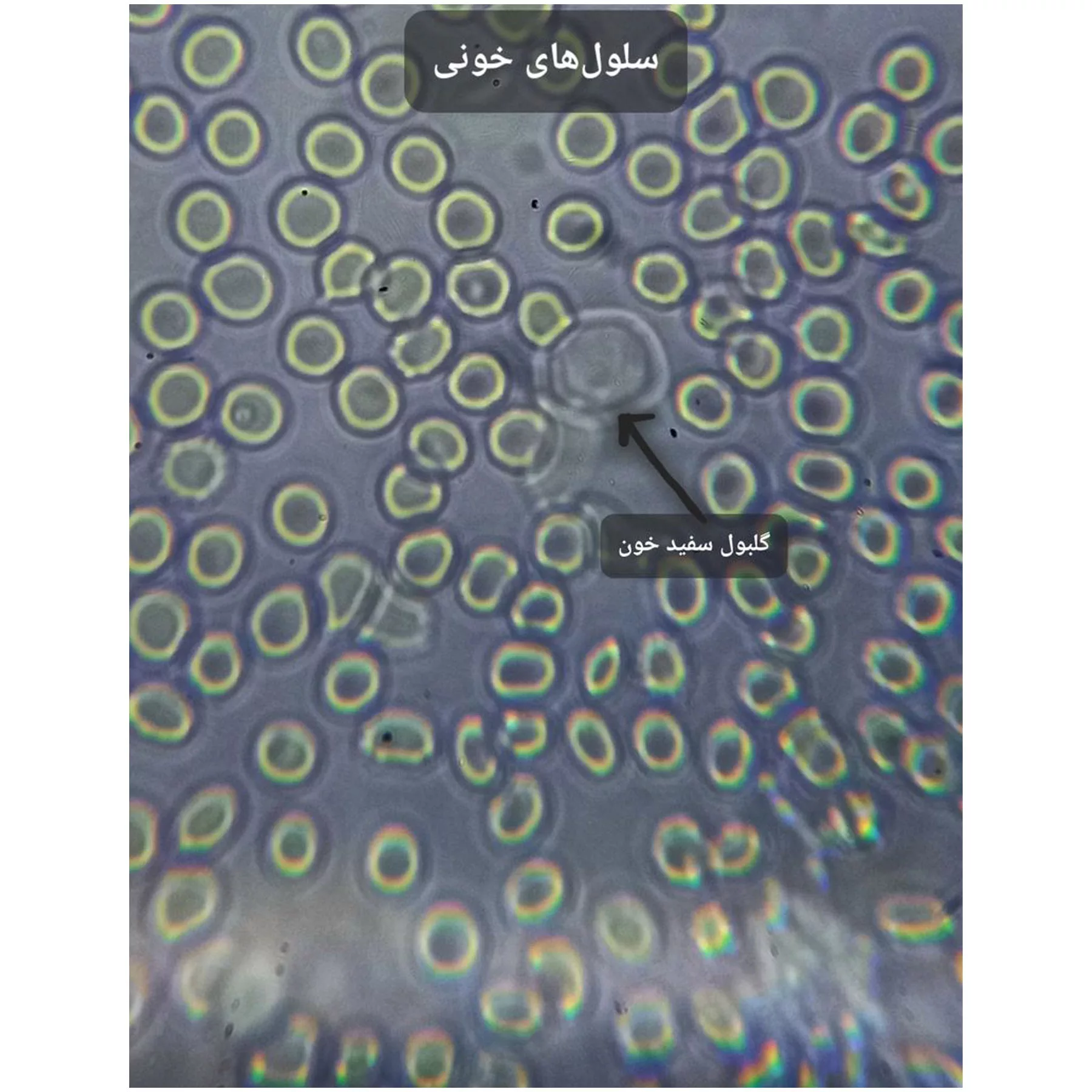 میکروسکوپ دوچشمی مدل آکروماتیک 2000X به همراه کیف حمل